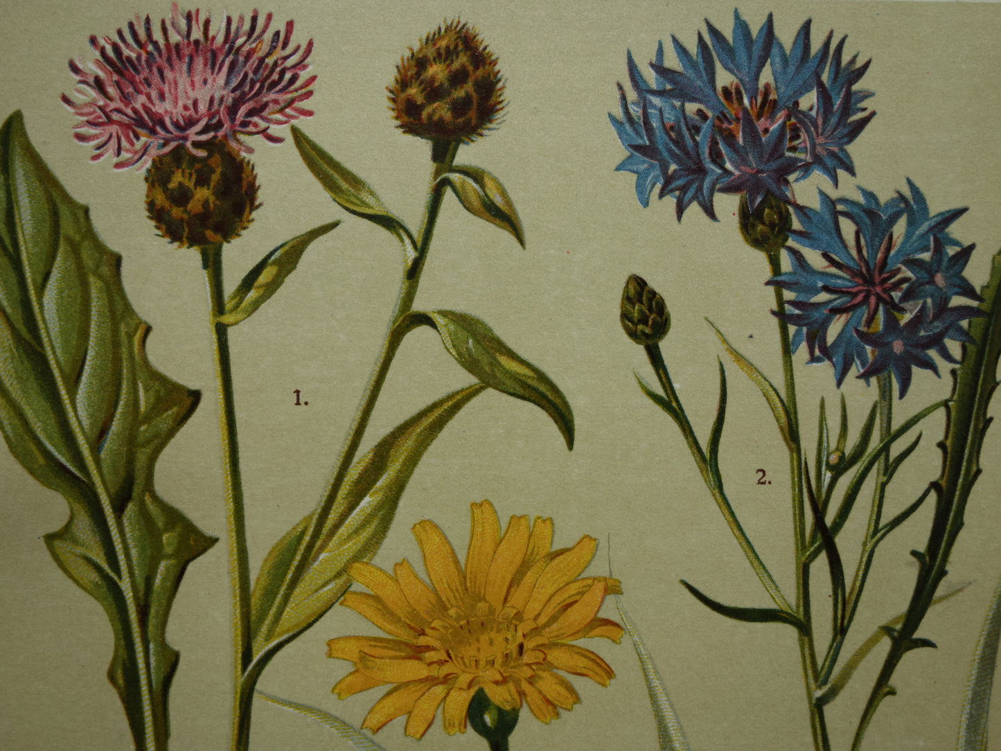 Oude botanische prent Korenbloem Bitterkruid originele antieke illustratie Schorseneer botanie prenten bloemen