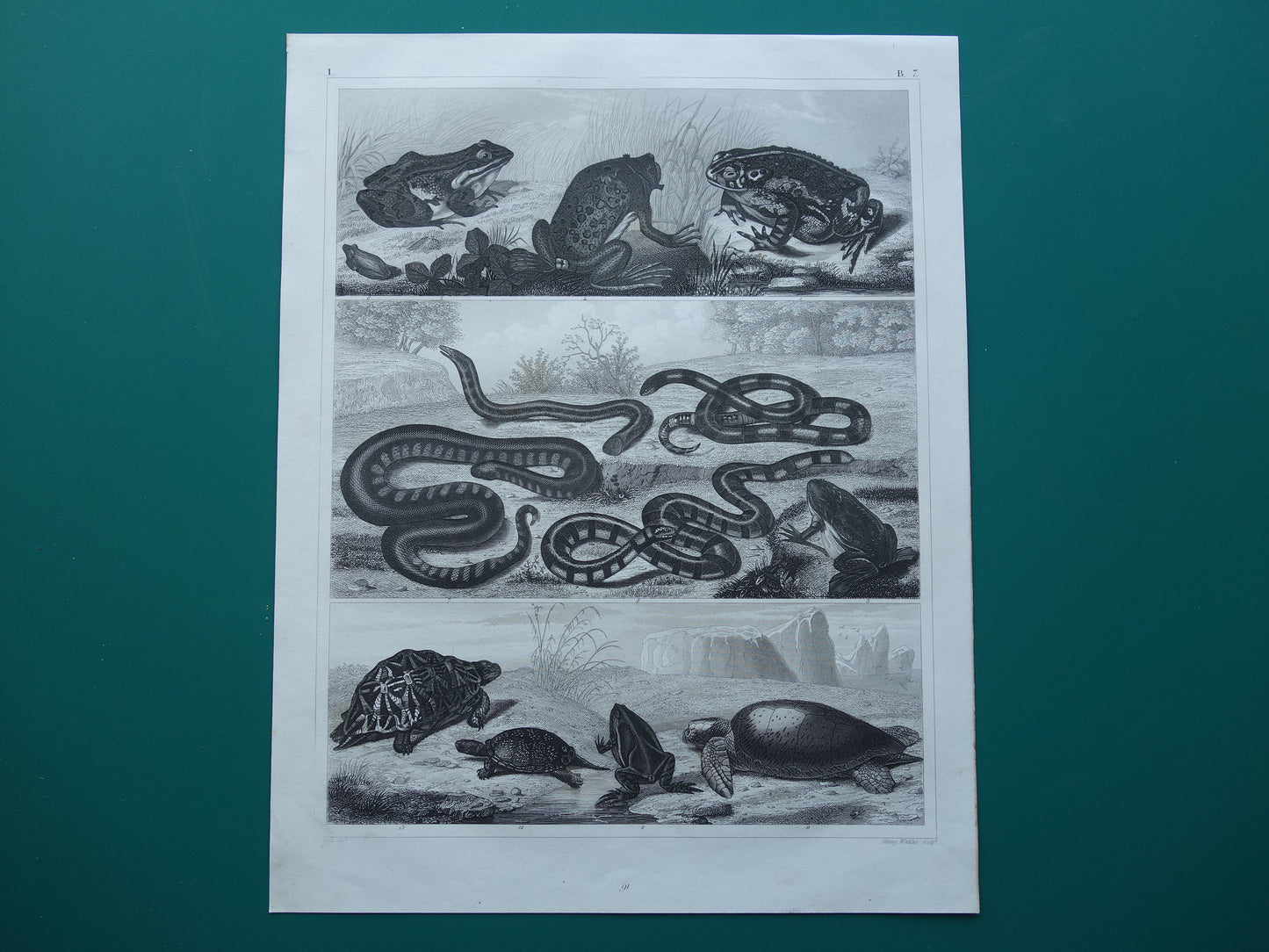 Kikker Slang Schildpad oude reptielen prent uit het jaar 1849 originele antieke Kikkers Padden Slangen illustratie vintage prints