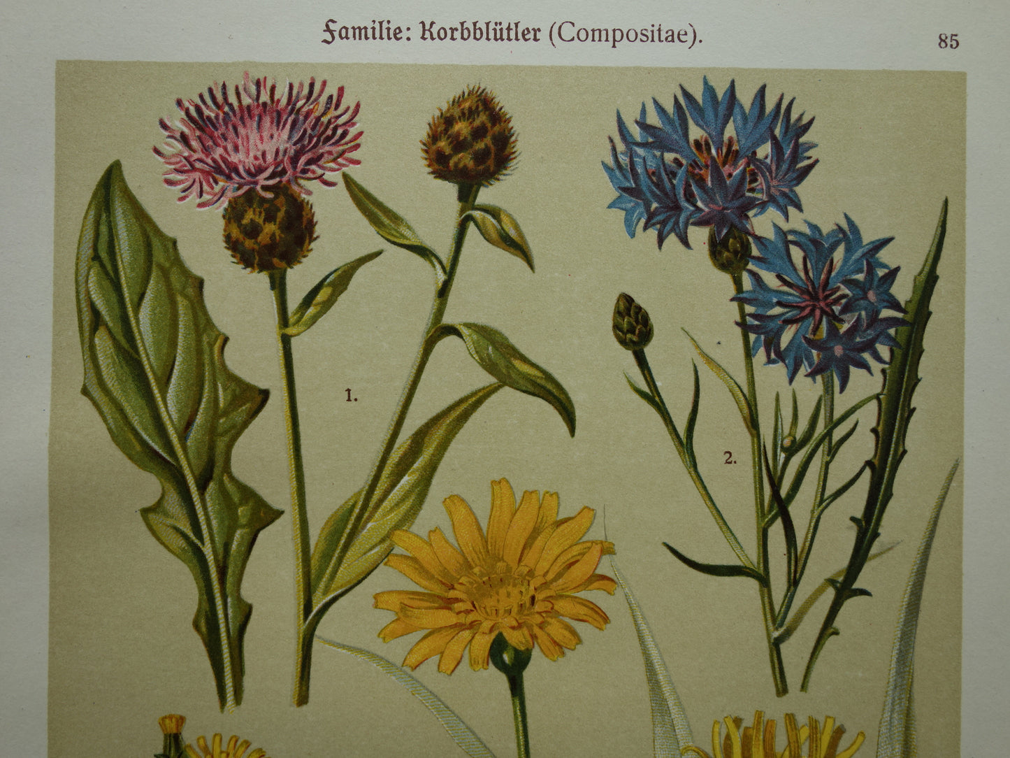 Oude botanische prent Korenbloem Bitterkruid originele antieke illustratie Schorseneer botanie prenten bloemen