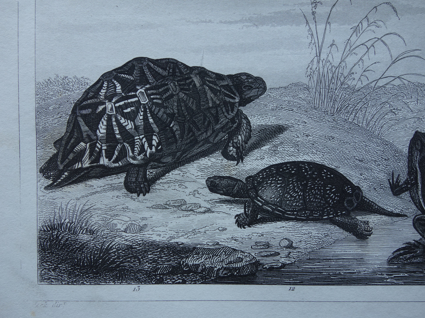 Kikker Slang Schildpad oude reptielen prent uit het jaar 1849 originele antieke Kikkers Padden Slangen illustratie vintage prints