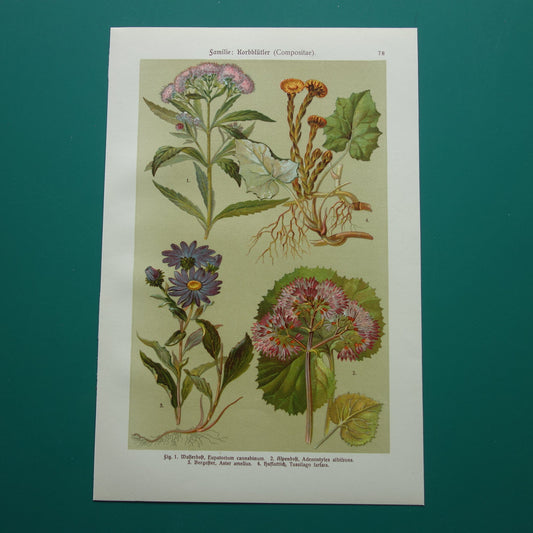 Oude botanische prent Koninginnekruid Klein hoefblad uit 1911 originele antieke illustratie roze bloemen botanie prenten bloem 