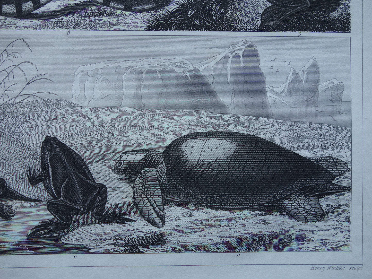 Kikker Slang Schildpad oude reptielen prent uit het jaar 1849 originele antieke Kikkers Padden Slangen illustratie vintage prints