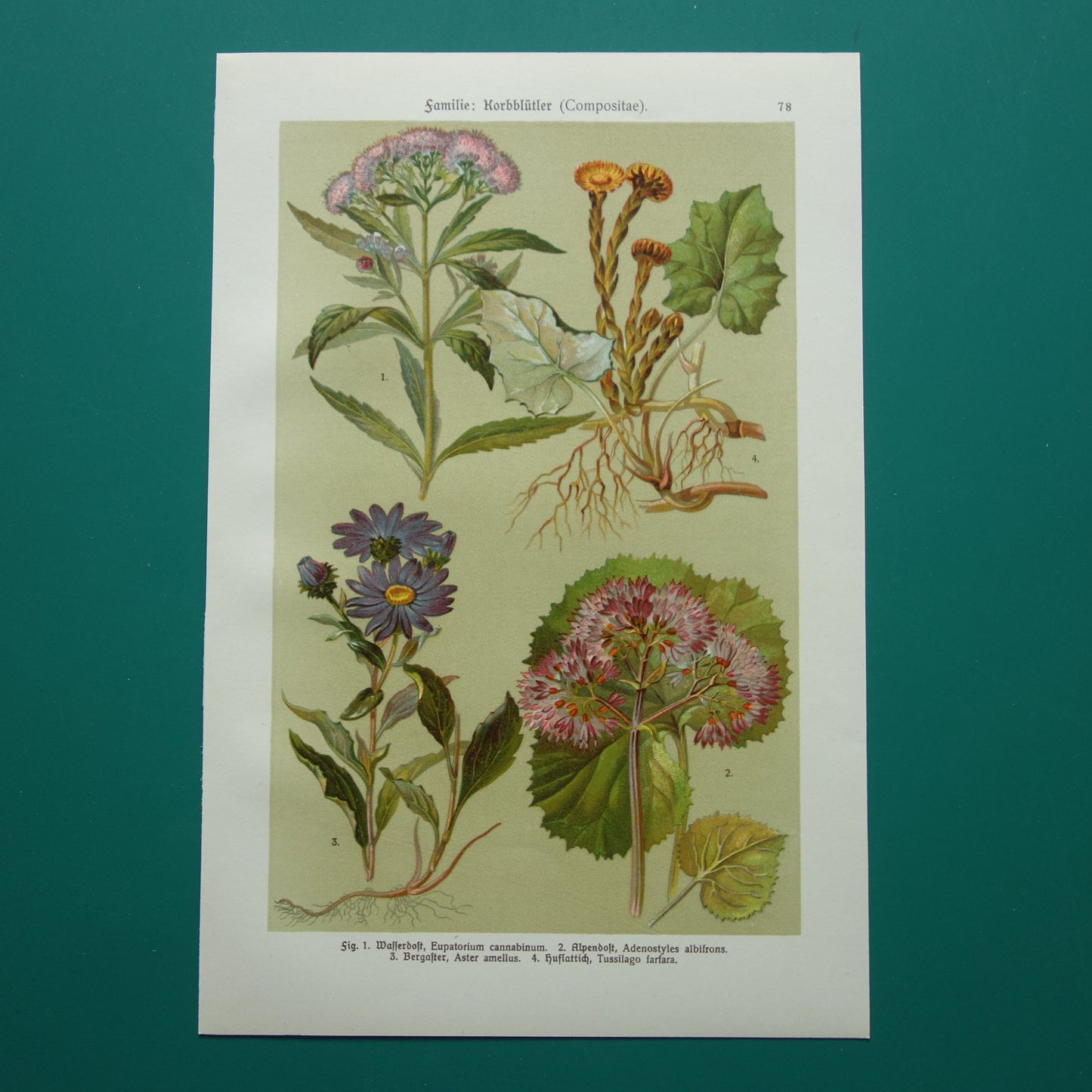 Oude botanische prent Koninginnekruid Klein hoefblad uit 1911 originele antieke illustratie roze bloemen botanie prenten bloem