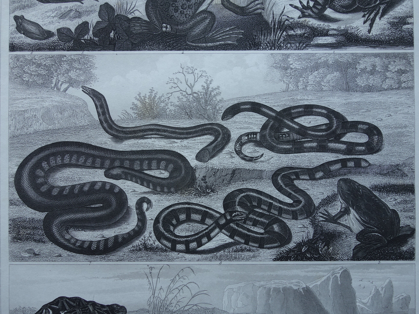 Kikker Slang Schildpad oude reptielen prent uit het jaar 1849 originele antieke Kikkers Padden Slangen illustratie vintage prints