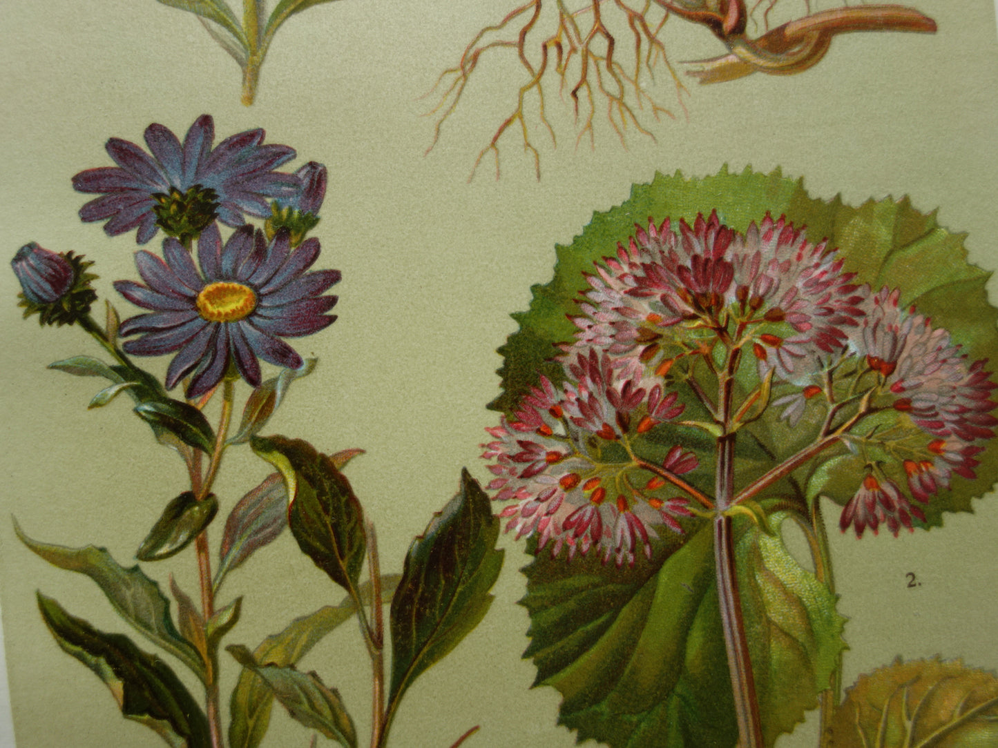 Oude botanische prent Koninginnekruid Klein hoefblad uit 1911 originele antieke illustratie roze bloemen botanie prenten bloem