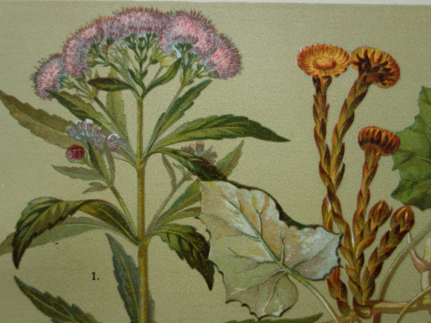 Oude botanische prent Koninginnekruid Klein hoefblad uit 1911 originele antieke illustratie roze bloemen botanie prenten bloem