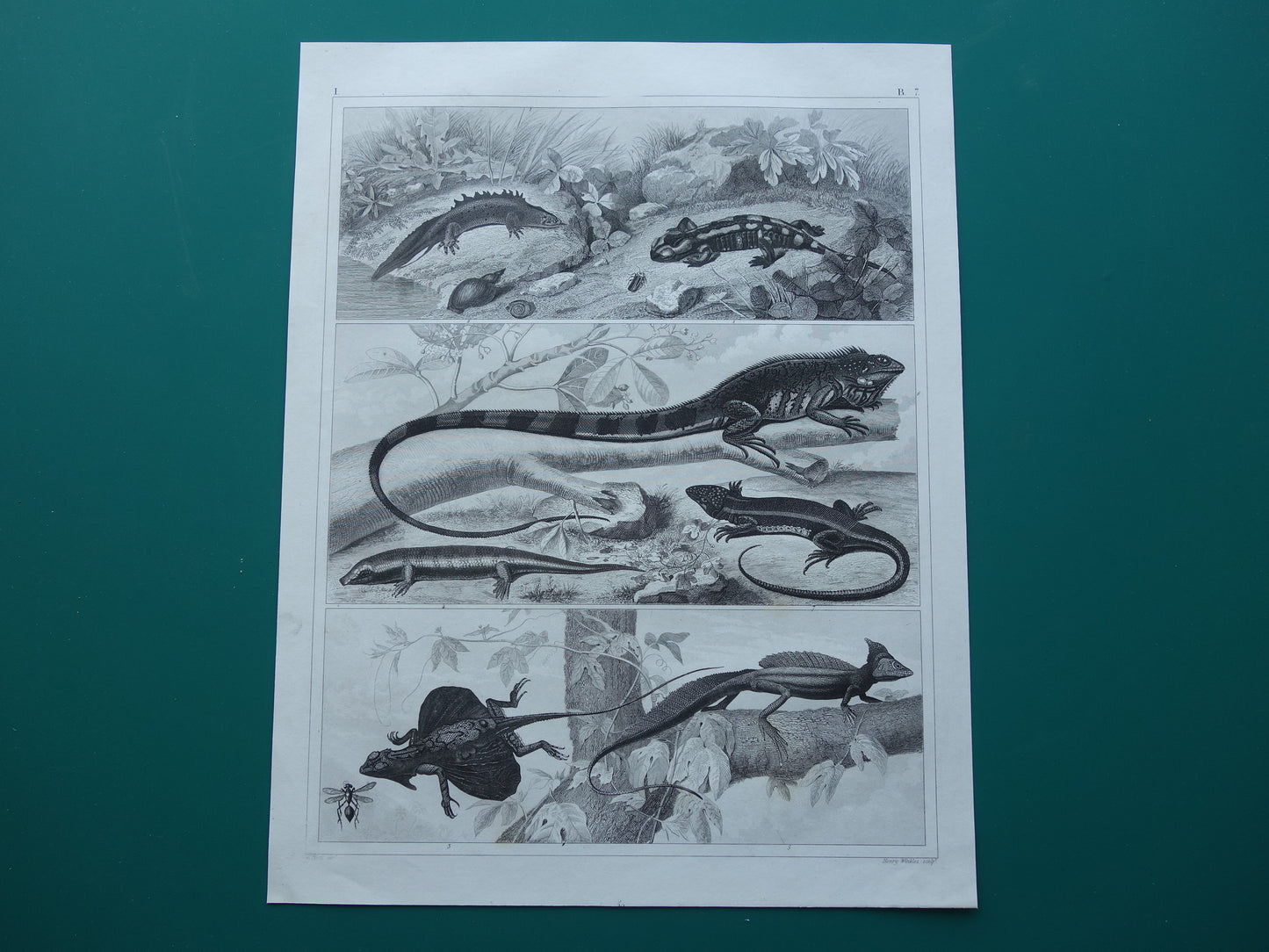 SALAMANDER HAGEDIS Oude reptielen prent uit het jaar 1849 originele antieke illustratie Hagedissen Salamanders vintage prints