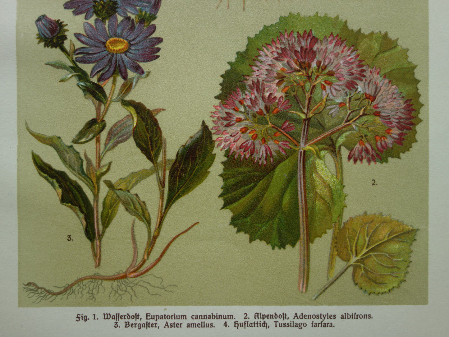 Oude botanische prent Koninginnekruid Klein hoefblad uit 1911 originele antieke illustratie roze bloemen botanie prenten bloem