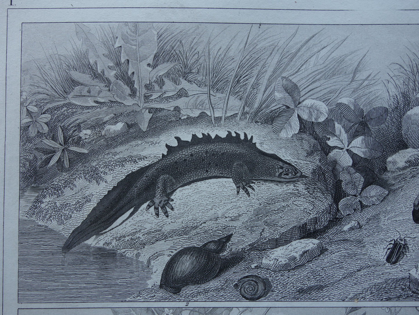 SALAMANDER HAGEDIS Oude reptielen prent uit het jaar 1849 originele antieke illustratie Hagedissen Salamanders vintage prints