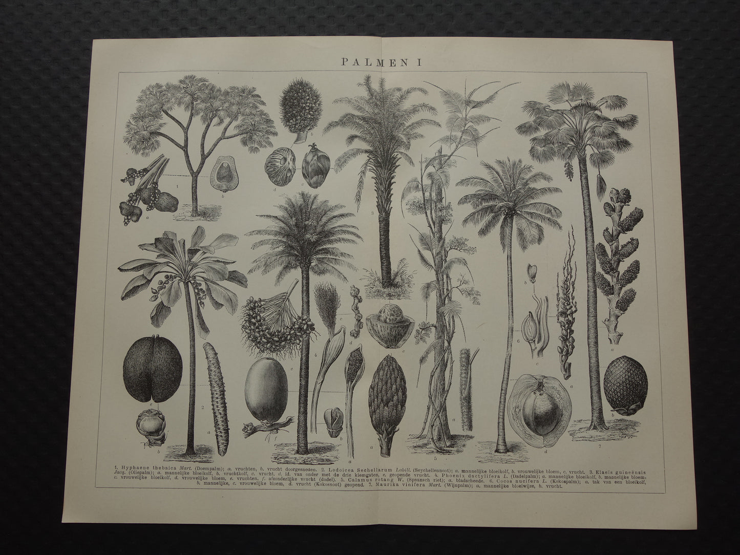 PALMBOOM vintage print uit 1921 originele Nederlandse antieke Palmbomen prent Oude botanische prints Kokospalm Dadelpalm Oliepalm Wijnpalm