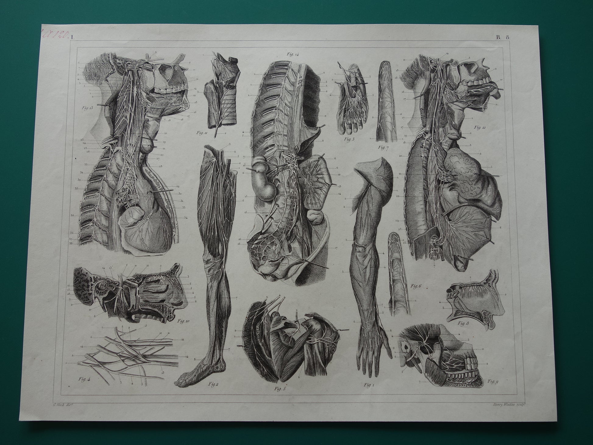 ZENUWSTELSEL Oude Anatomie Prent Zenuwen Originele antieke anatomische illustratie vintage print