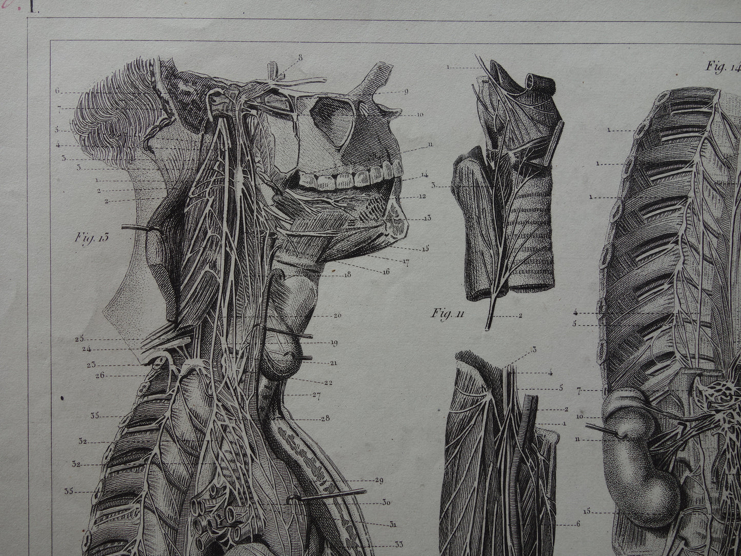 NERVENSYSTEM Antiker Anatomie-Druck Nerven Original antiker anatomischer Illustrations-Vintage-Druck