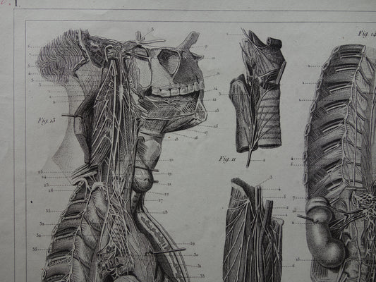 NERVOUS SYSTEM Ancient Anatomy Print Nerves Original antique anatomical illustration vintage print