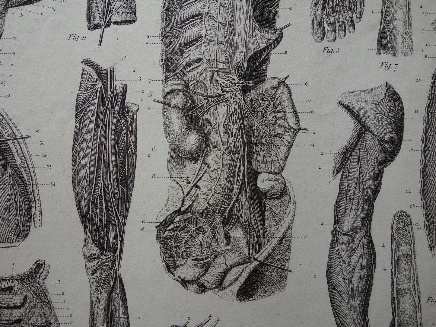 ZENUWSTELSEL Oude Anatomie Prent Zenuwen Originele antieke anatomische illustratie vintage print