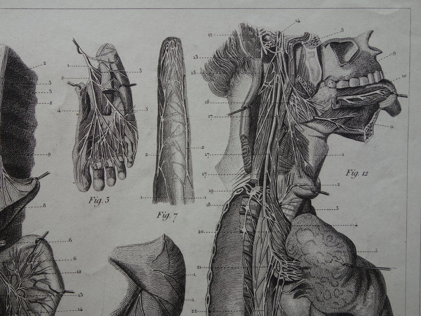 ZENUWSTELSEL Oude Anatomie Prent Zenuwen Originele antieke anatomische illustratie vintage print