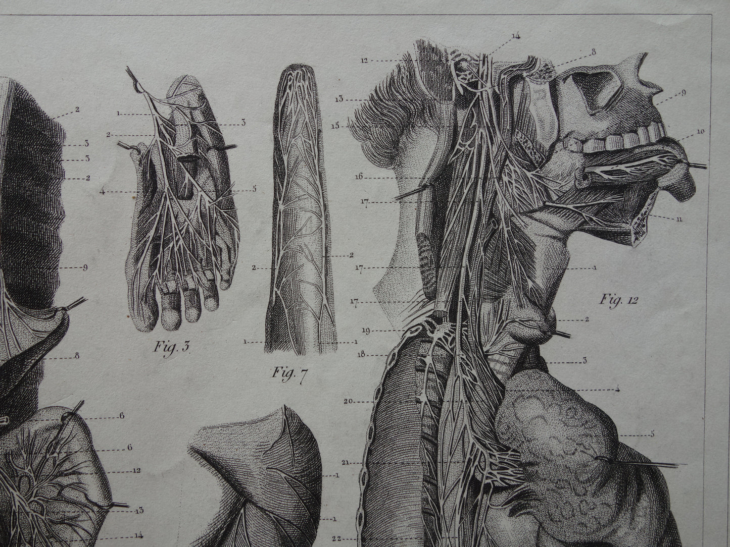 NERVENSYSTEM Antiker Anatomie-Druck Nerven Original antiker anatomischer Illustrations-Vintage-Druck