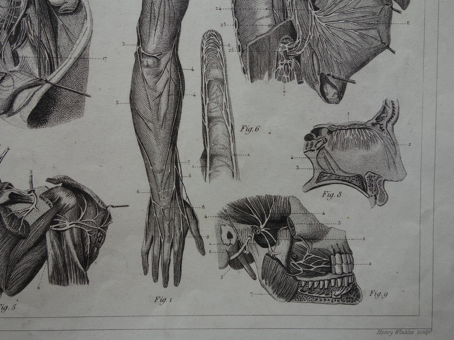 ZENUWSTELSEL Oude Anatomie Prent Zenuwen Originele antieke anatomische illustratie vintage print