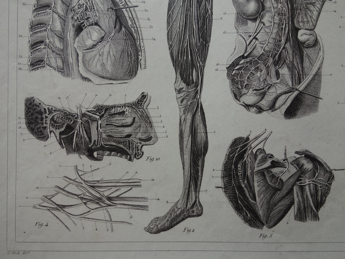 ZENUWSTELSEL Oude Anatomie Prent Zenuwen Originele antieke anatomische illustratie vintage print
