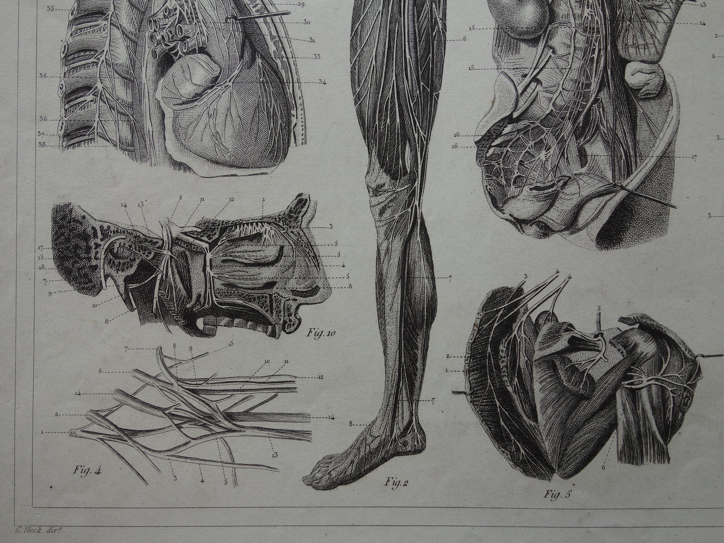 NERVENSYSTEM Antiker Anatomie-Druck Nerven Original antiker anatomischer Illustrations-Vintage-Druck