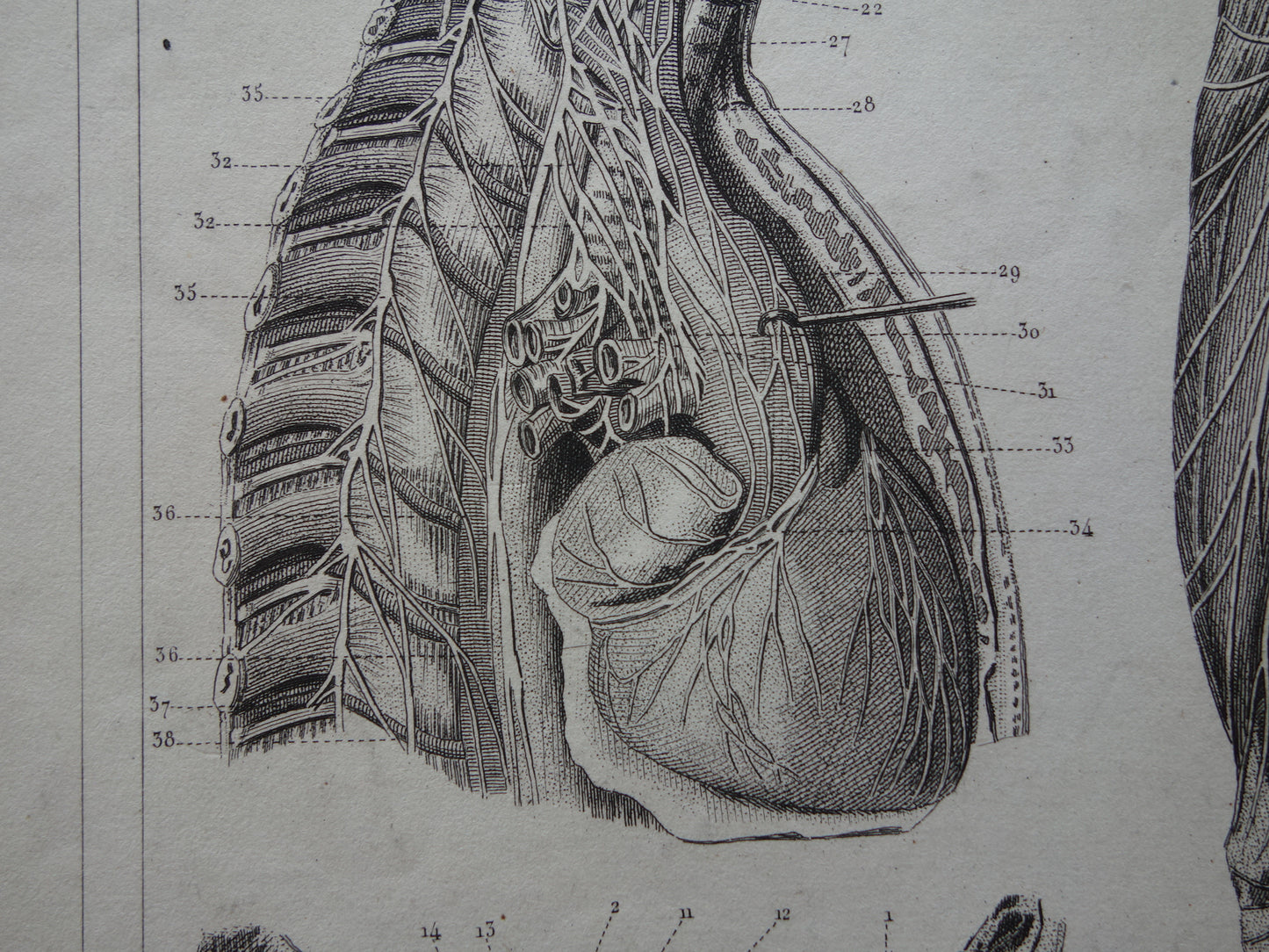 ZENUWSTELSEL Oude Anatomie Prent Zenuwen Originele antieke anatomische illustratie vintage print