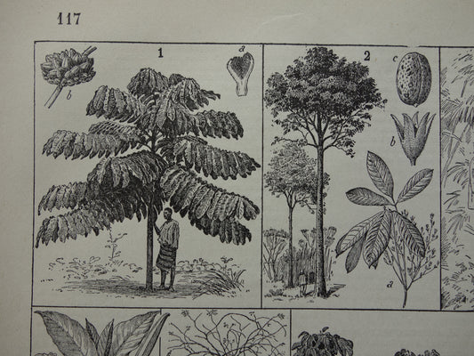 Rubber tree old botanical print Rubber plant Original antique illustration rubber production plantation