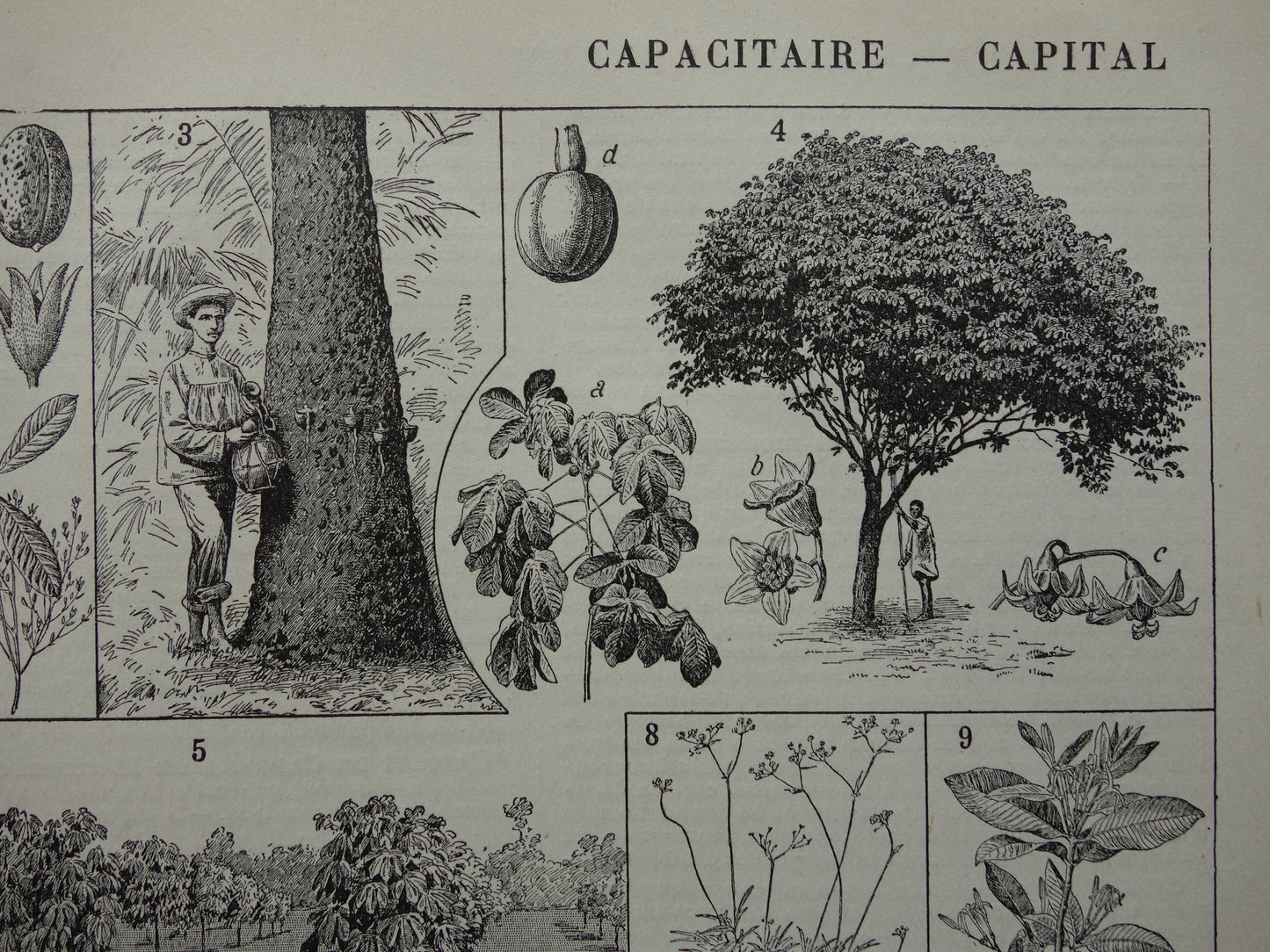 Rubberboom oude botanische prent Rubberplant Originele antieke illustratie rubber productie plantage