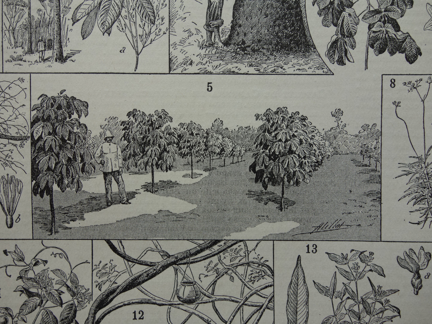 Rubberboom oude botanische prent Rubberplant Originele antieke illustratie rubber productie plantage