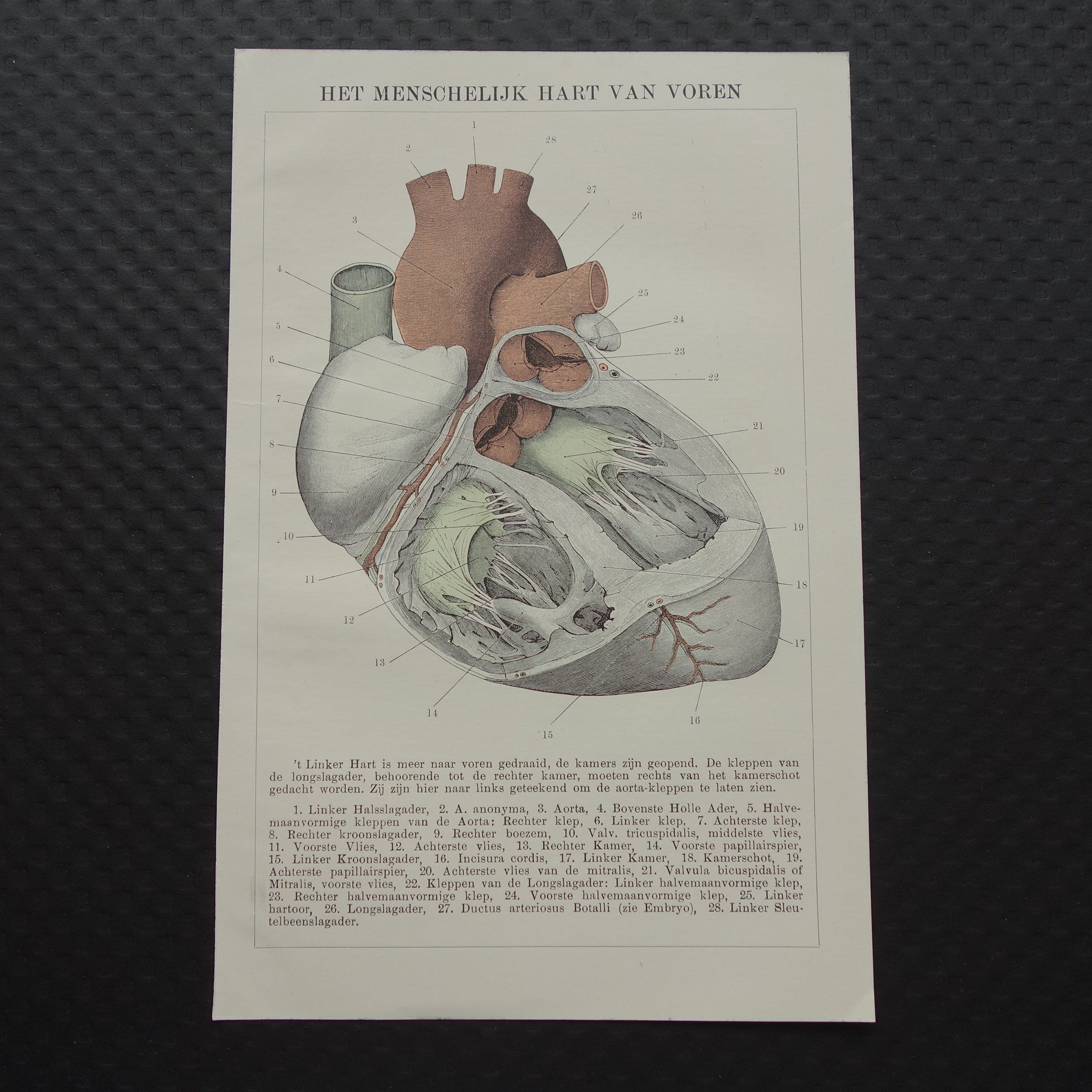 Oude Anatomie Prent van het Hart - Originele 115+ jaar oude Illustratie Hart - Vintage Nederlandse Anatomische Prenten