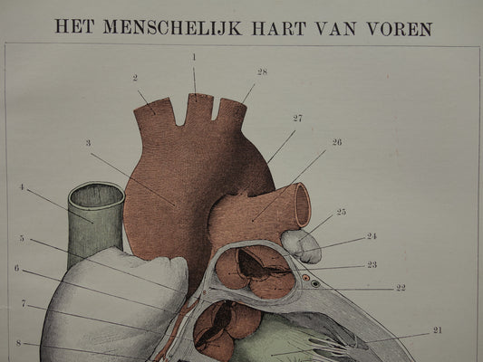Antiker Anatomiedruck des Herzens – Original über 115 Jahre altes Illustrationsherz – Niederländische Vintage-Anatomiedrucke