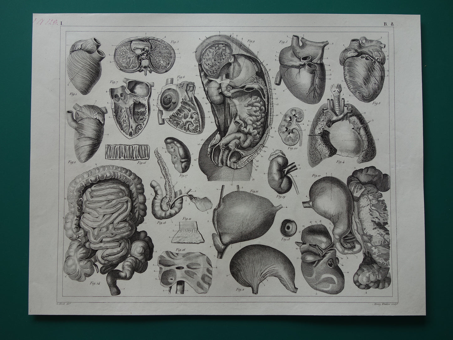 Splanchnologie Oude Anatomie Prent Ingewanden Organen van de Mens Originele 170+ jaar oude Illustratie Hart Darmkanaal Vintage Anatomische Prenten