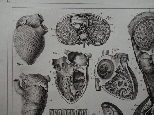 Splanchnologie Oude Anatomie Prent Ingewanden Organen van de Mens Originele 170+ jaar oude Illustratie Hart Darmkanaal Vintage Anatomische Prenten