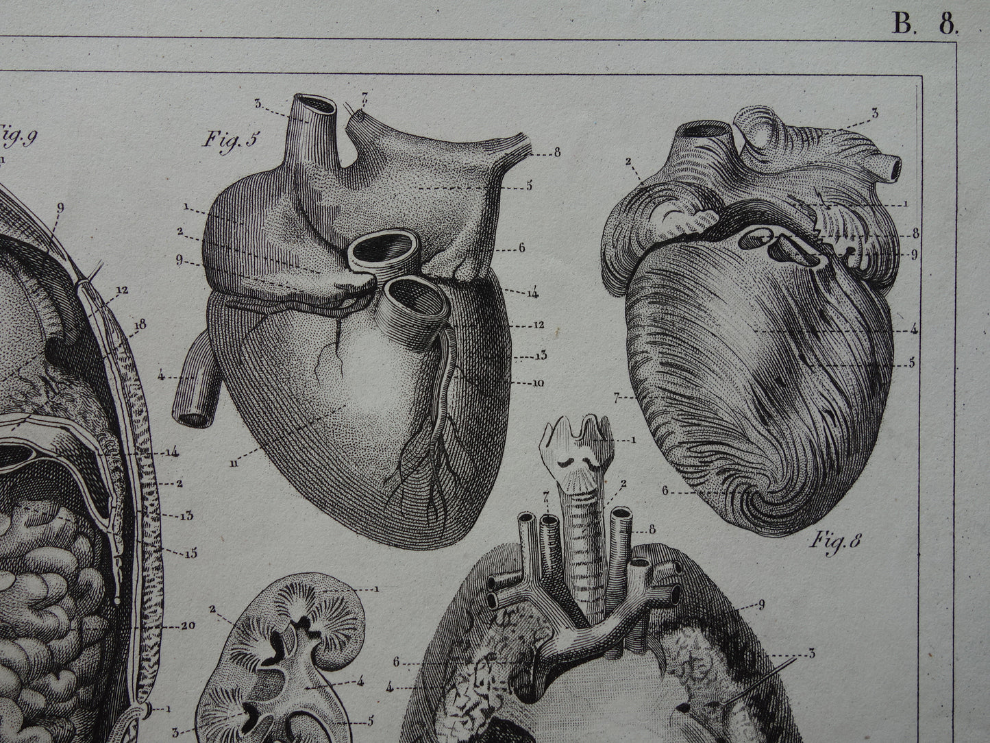 Splanchnologie Oude Anatomie Prent Ingewanden Organen van de Mens Originele 170+ jaar oude Illustratie Hart Darmkanaal Vintage Anatomische Prenten