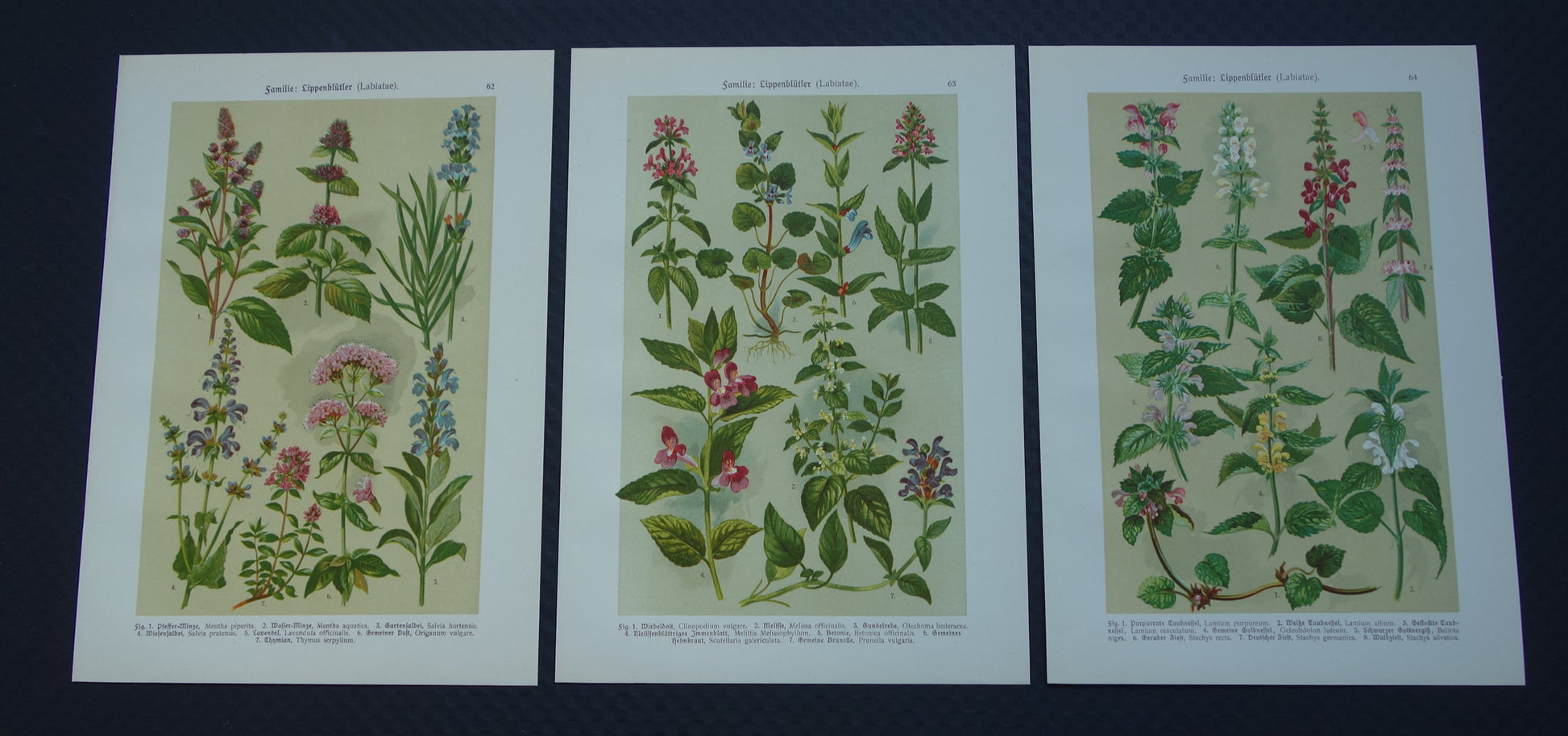 vintage botanische prenten kopen
