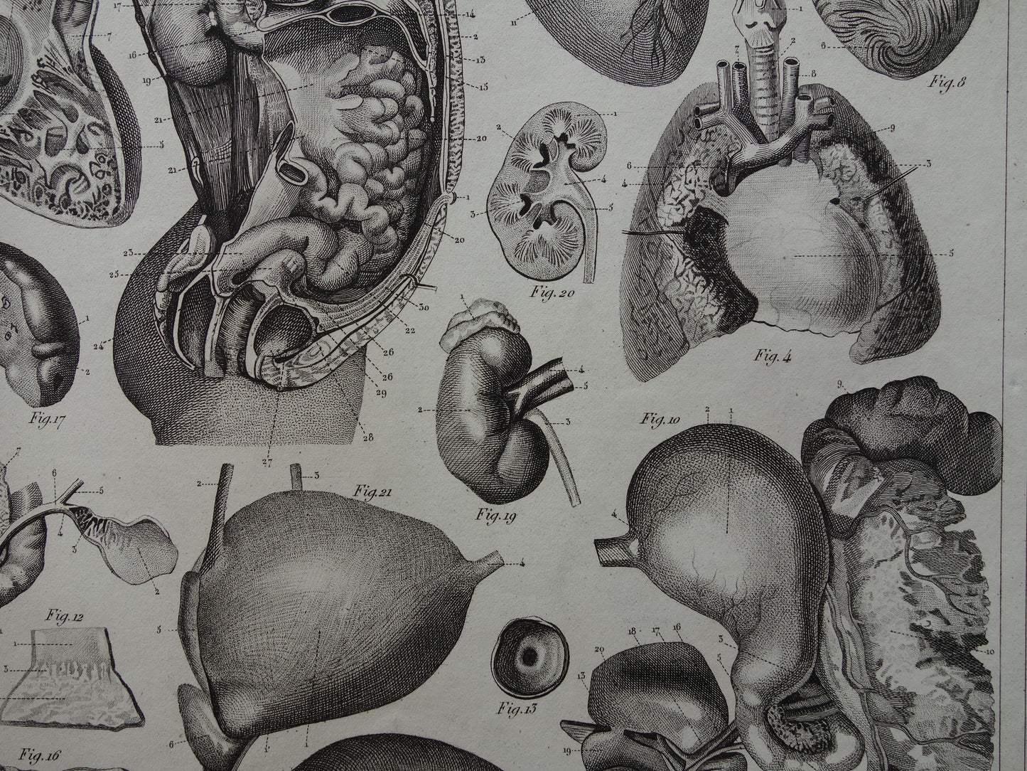 Splanchnologie Oude Anatomie Prent Ingewanden Organen van de Mens Originele 170+ jaar oude Illustratie Hart Darmkanaal Vintage Anatomische Prenten