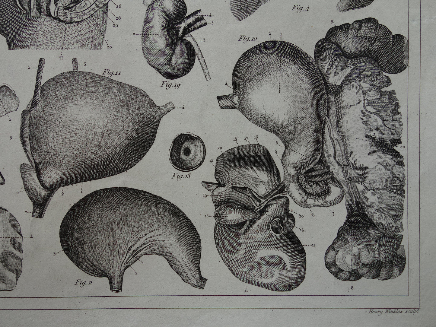 Splanchnologie Oude Anatomie Prent Ingewanden Organen van de Mens Originele 170+ jaar oude Illustratie Hart Darmkanaal Vintage Anatomische Prenten