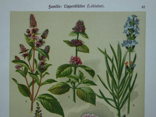 Set van drie oude botanische prenten - 1911 originele antieke bloemen illustratie - 3 vintage bloem prints paars