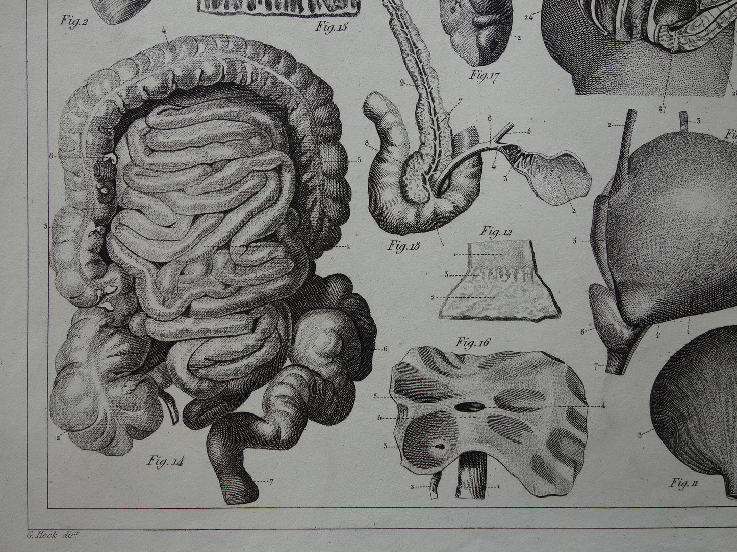 Splanchnologie Oude Anatomie Prent Ingewanden Organen van de Mens Originele 170+ jaar oude Illustratie Hart Darmkanaal Vintage Anatomische Prenten