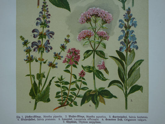 Set van drie oude botanische prenten - 1911 originele antieke bloemen illustratie - 3 vintage bloem prints paars