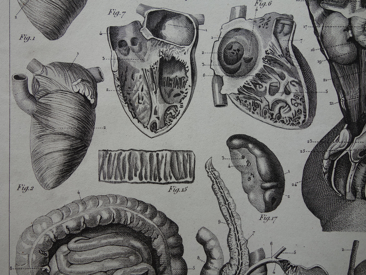 Splanchnologie Oude Anatomie Prent Ingewanden Organen van de Mens Originele 170+ jaar oude Illustratie Hart Darmkanaal Vintage Anatomische Prenten