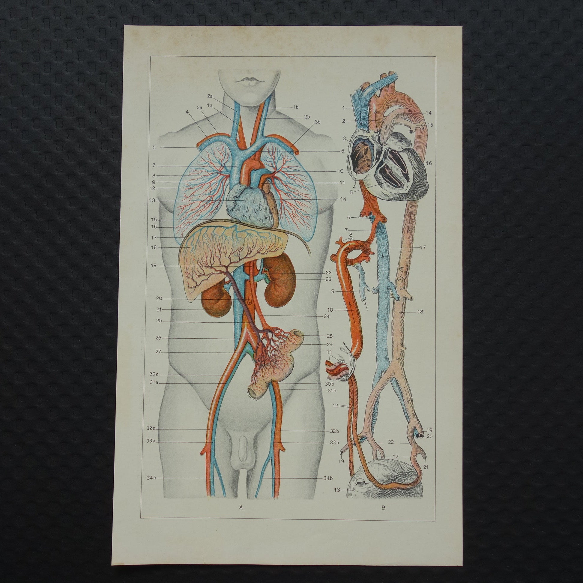 Bloedsomloop van de mens jaren dertig illustratie
