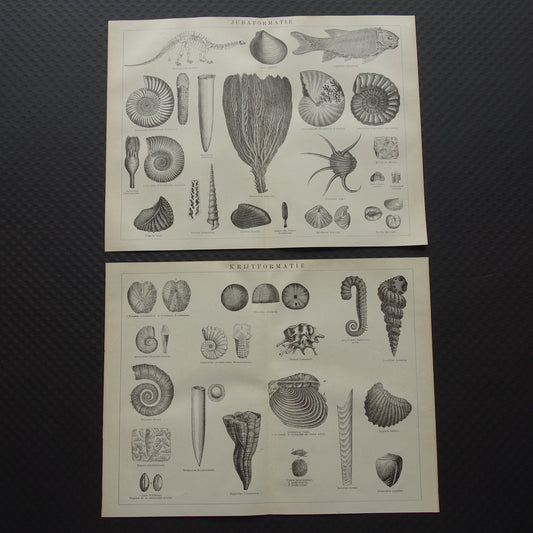 FOSSIELEN set van 2 oude prenten Fossiel Krijt Jura 1909 Antieke Nederlandse Illustratie Prints
