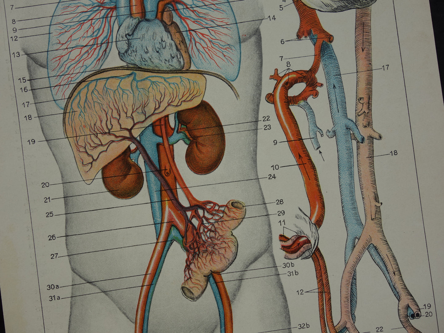 BLOEDSOMLOOP Oude Anatomische Prent Originele vintage anatomie illustratie Kleine print van Bloedvaten Slagaders