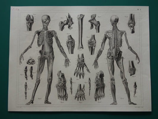 Oude Anatomie Prent Skelet Banden en Spieren van de Mens Originele 170+ jaar oude Illustratie Vintage Anatomische Prenten