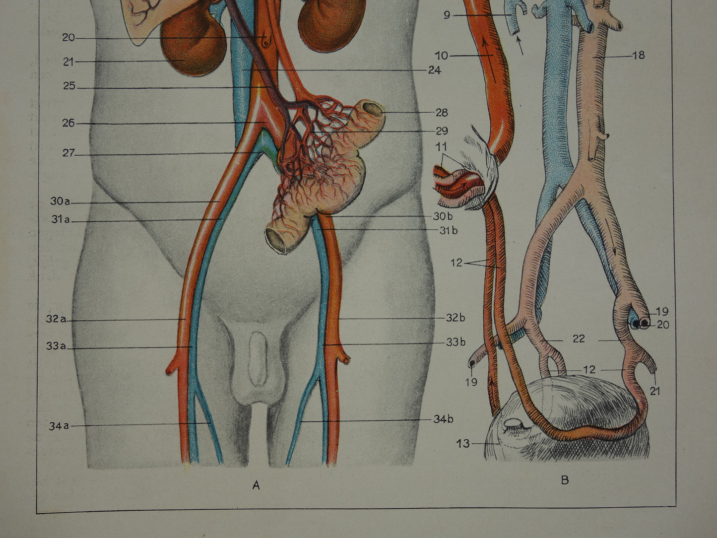 BLOEDSOMLOOP Oude Anatomische Prent Originele vintage anatomie illustratie Kleine print van Bloedvaten Slagaders