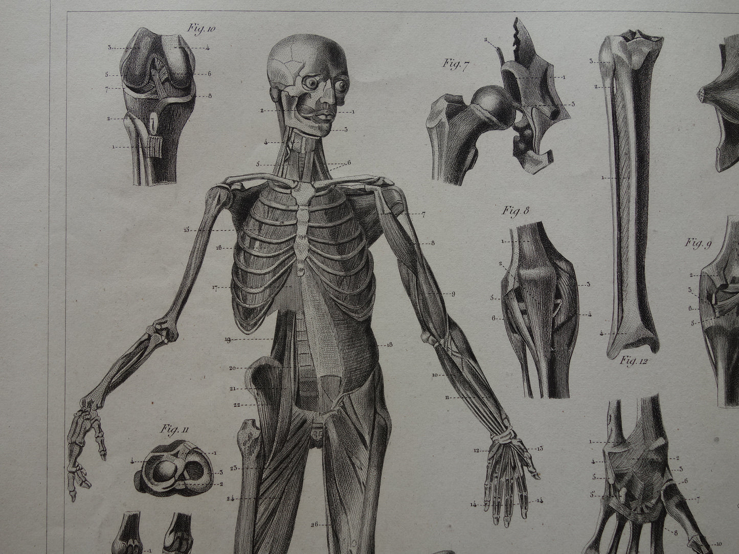 Antiker Anatomie-Druck, Skelett-Bänder und Muskeln des Menschen. Original 170+ Jahre alte Illustration, Vintage-Anatomische Drucke