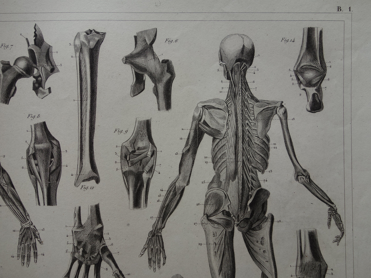Oude Anatomie Prent Skelet Banden en Spieren van de Mens Originele 170+ jaar oude Illustratie Vintage Anatomische Prenten