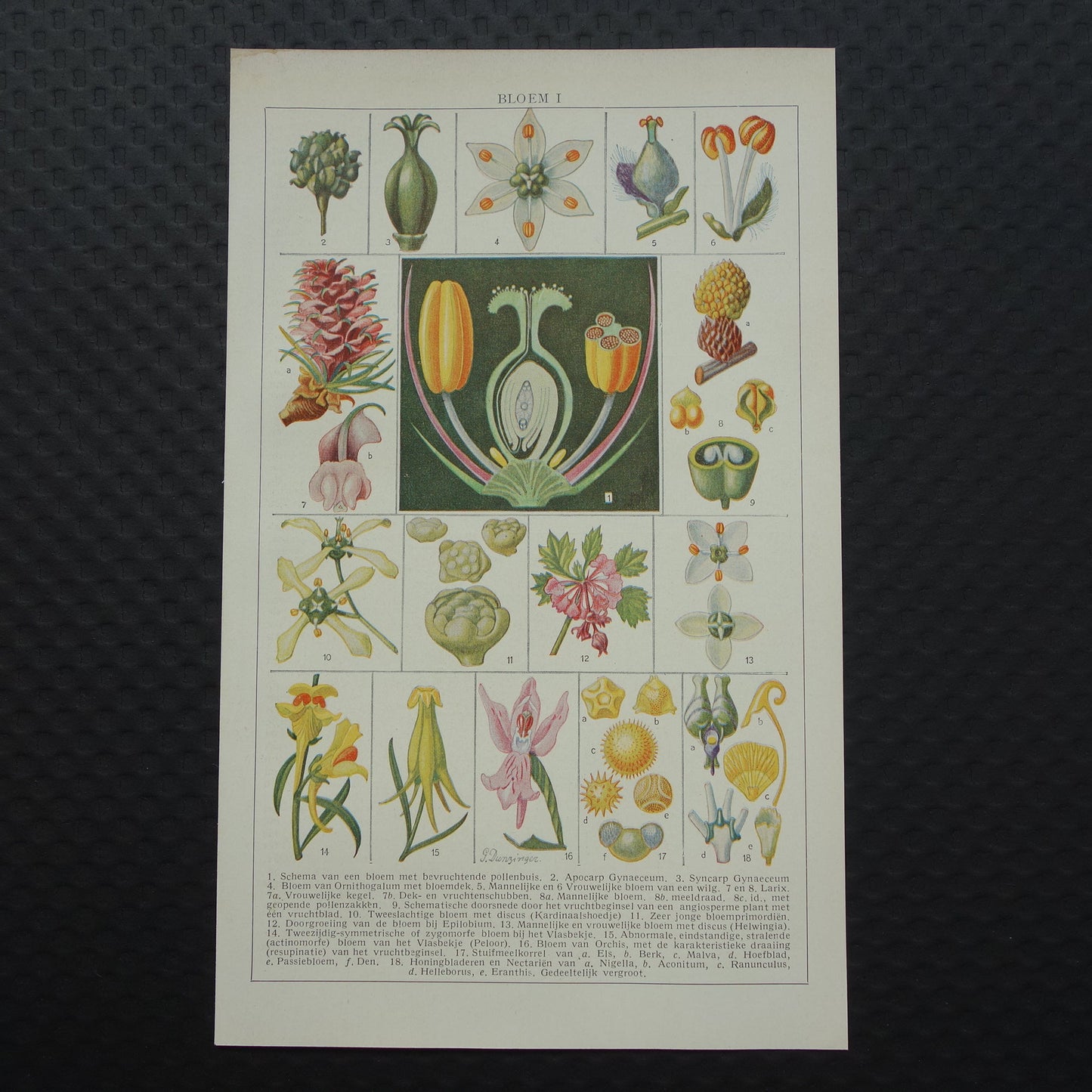 BLOEMEN Oude Botanische Prent Originele vintage planten anatomie illustratie Bloem Kleine print