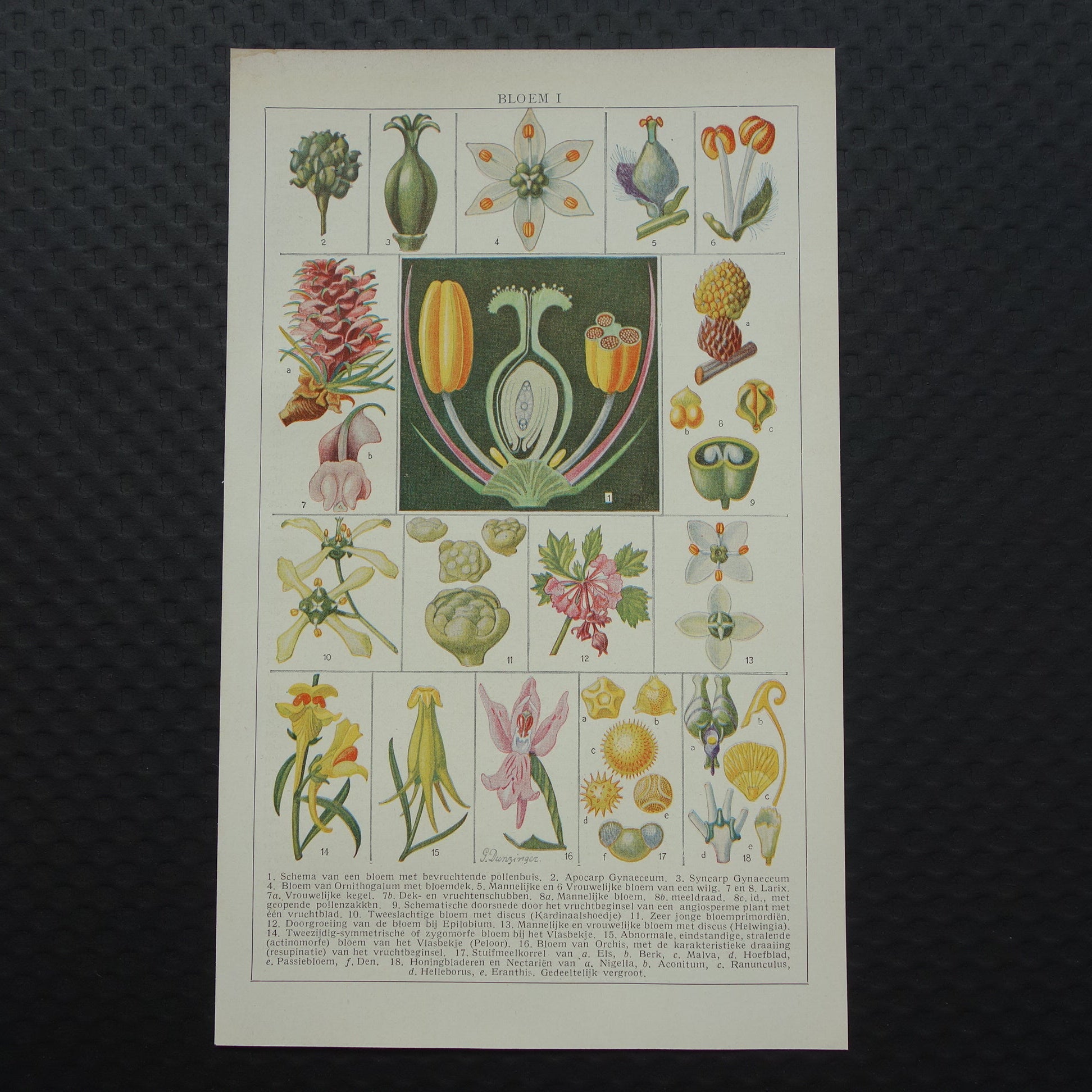 BLOEMEN Oude Botanische Prent Originele vintage planten anatomie illustratie Bloem Kleine print
