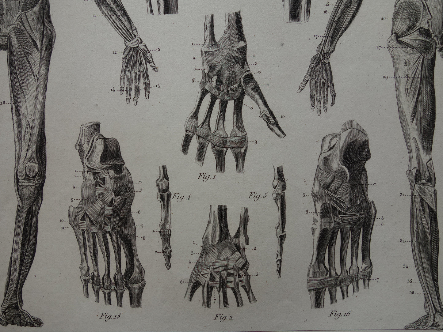 Antiker Anatomie-Druck, Skelett-Bänder und Muskeln des Menschen. Original 170+ Jahre alte Illustration, Vintage-Anatomische Drucke