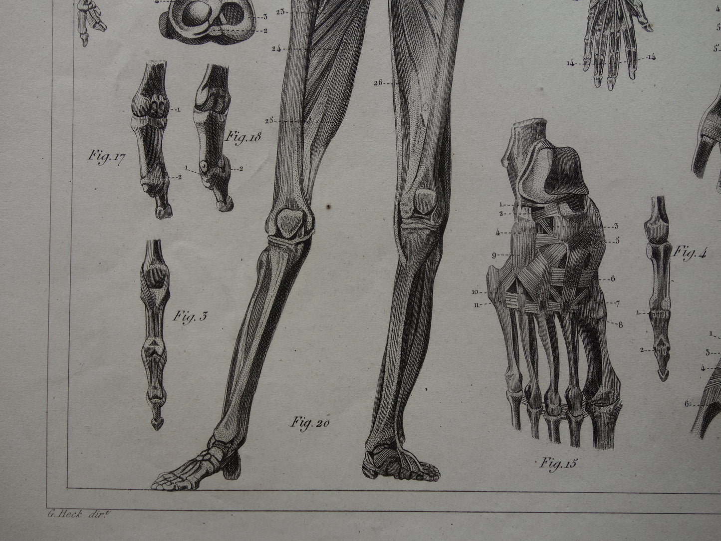 Antiker Anatomie-Druck, Skelett-Bänder und Muskeln des Menschen. Original 170+ Jahre alte Illustration, Vintage-Anatomische Drucke